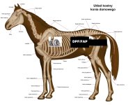 Układ_kostny_konia_domowego.jpg