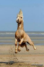 fff860412afcc158fcb28be711604fae--funny-horse-pictures-funny-horses.jpg fff860412afcc158fcb28be711604fae--funny-horse-pictures-funny-horses.jpg