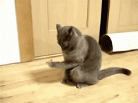 cat-confused-butterfly-l-0711811,730,0,0,0.gif