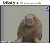 bibsy-pl.gif