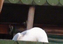 mewa.avi.gif mewa.avi.gif