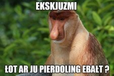 eksluzmi.jpg
