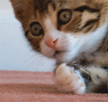 comment_HHpMdiBl1AetgPOyZJTLGbPz3U4BfMoE.gif comment_HHpMdiBl1AetgPOyZJTLGbPz3U4BfMoE.gif