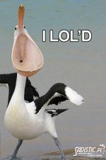 pelican-lol.jpg