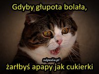 gdyby_glupota_bolala_12954.jpg
