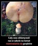 Grzyby.jpg