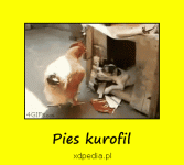 pies_kurofil_3864.gif