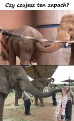 czy_czujesz_ten_zapach_1830.jpg