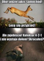 oh_jedzie_jakis_samochod_lece_sie_przyjrzec_41993.jpg