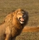 lew.avi.gif lew.avi.gif
