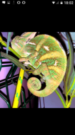 Screenshot_20210201-180204.png