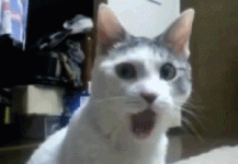comment_vrJ8dYAmG2xAajsd3Db8eYzLhXLgmw7c.gif
