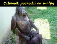 czlowiek_pochodzi_od_malpy_3694.jpg