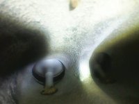 Photo_2025-03-28 10_46_17_472.JPG