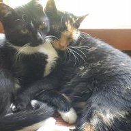 magdalena dobosz-krulikowska